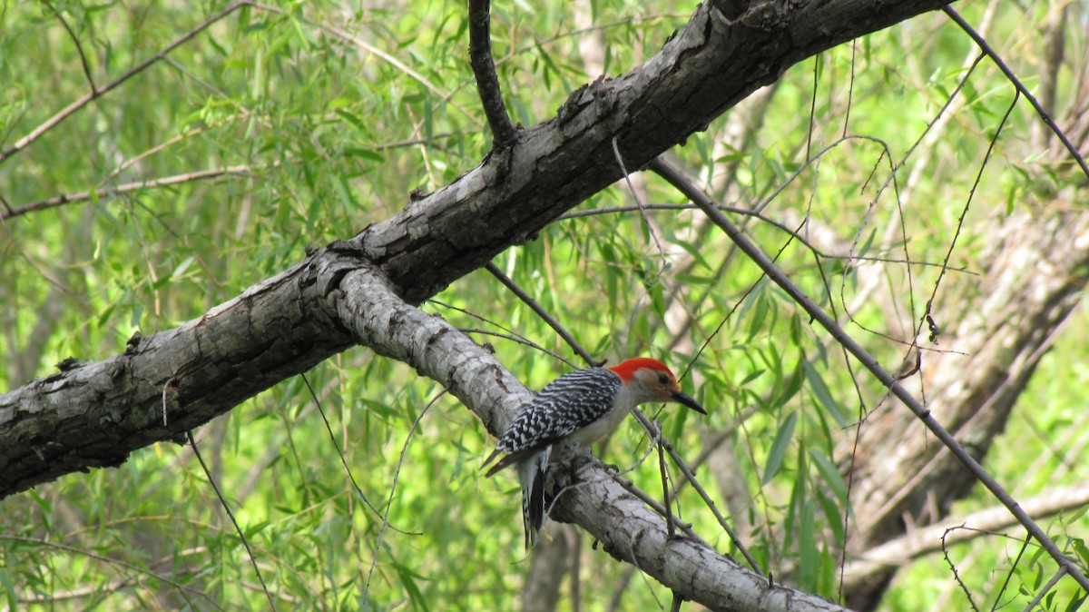 Red-bellied Woodpecker - ML617485288