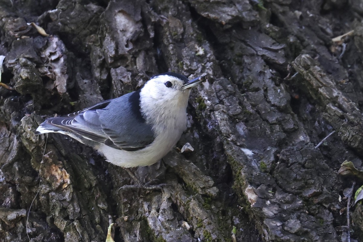 White-breasted Nuthatch - ML617485356