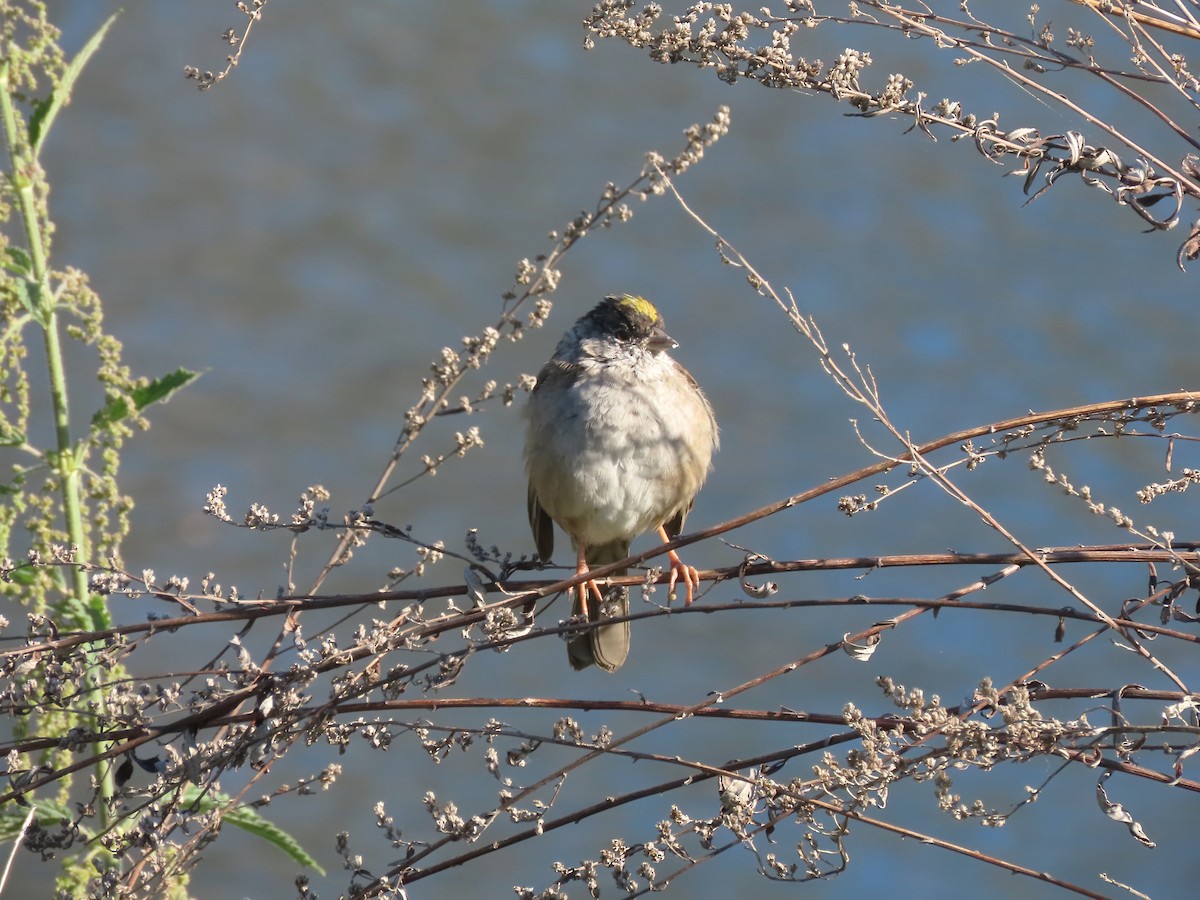 Golden-crowned Sparrow - ML617485392