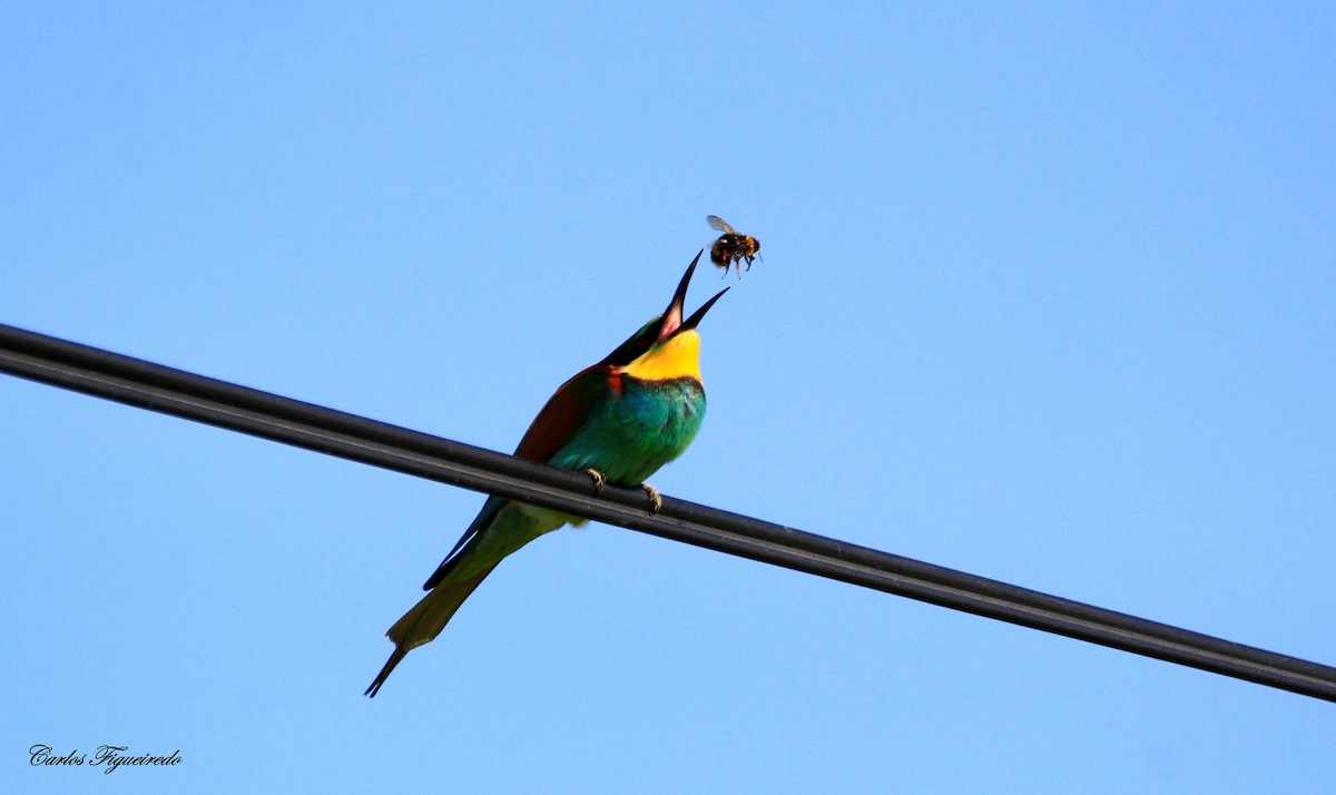 European Bee-eater - ML617485407