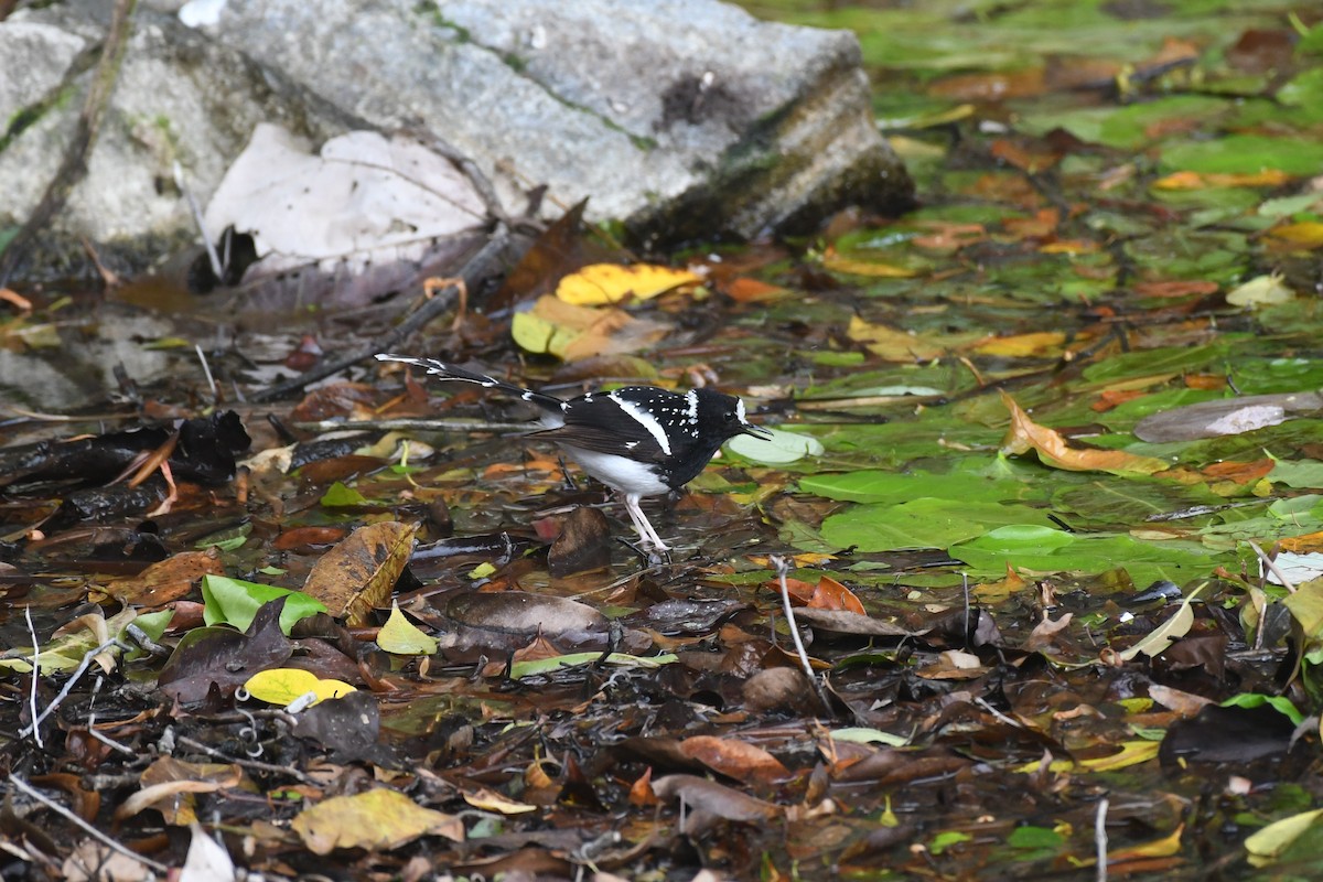 Spotted Forktail - ML617485452