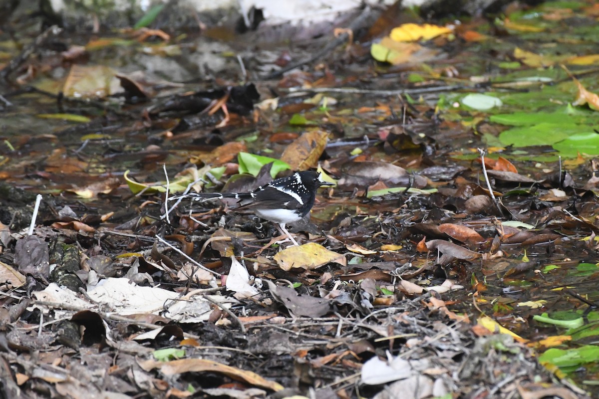 Spotted Forktail - ML617485456