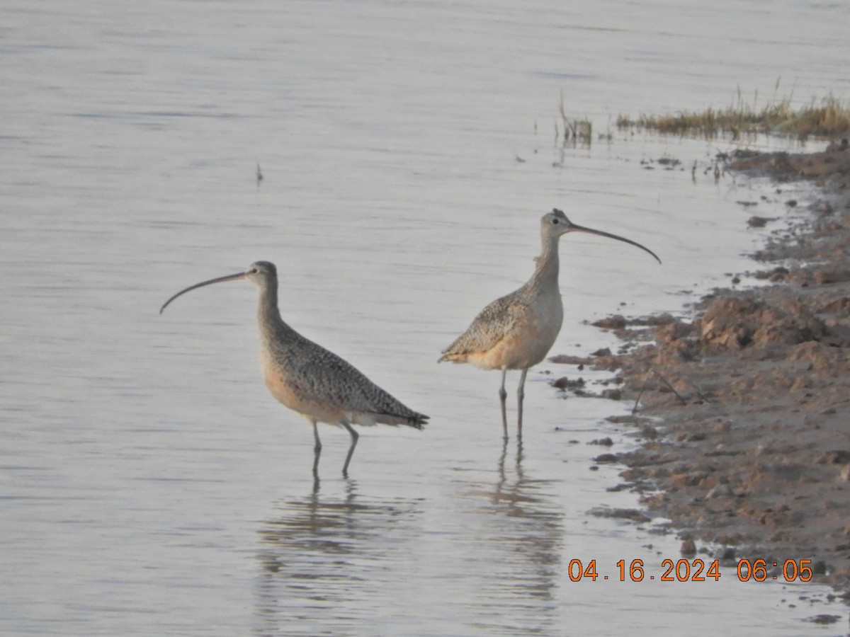 Long-billed Curlew - ML617485464