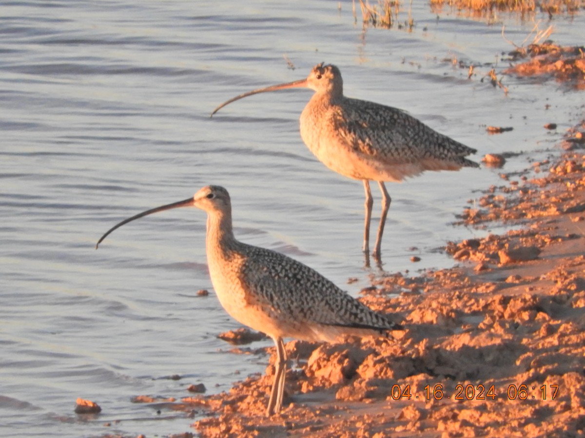 Long-billed Curlew - ML617485465