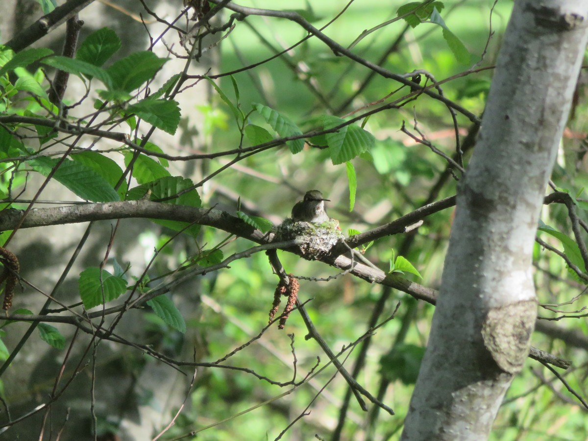 Anna's Hummingbird - ML617485492