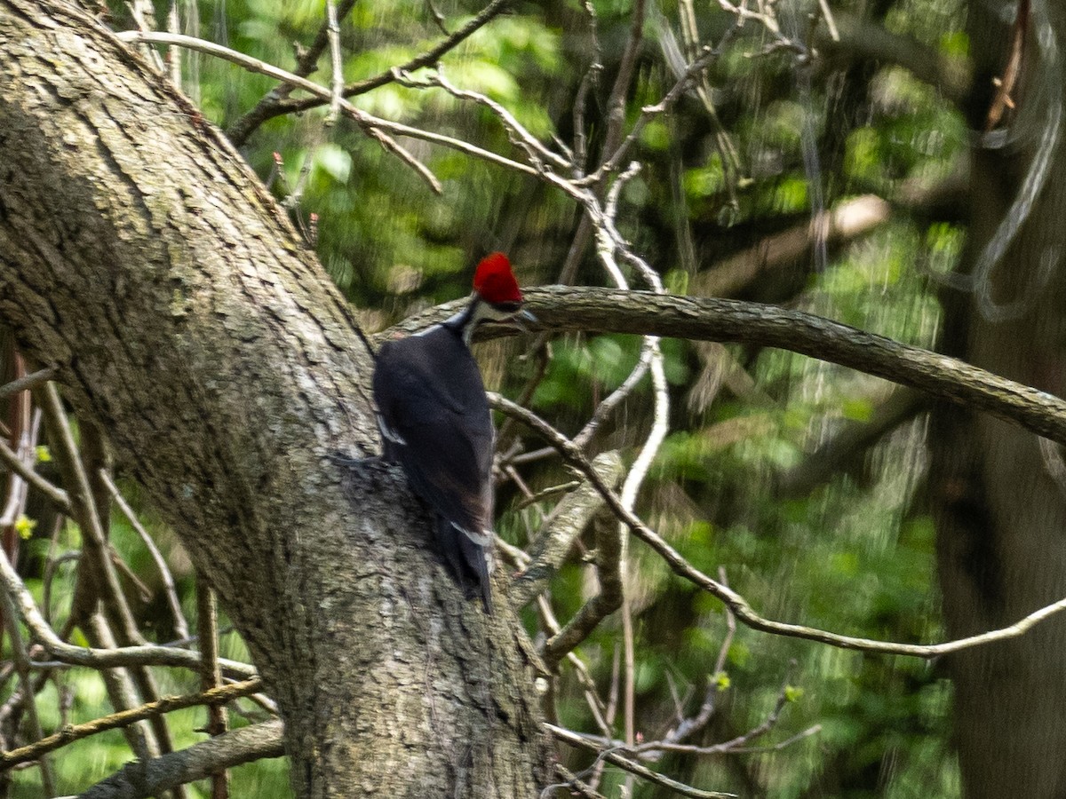 Pileated Woodpecker - Tim Kambitsch