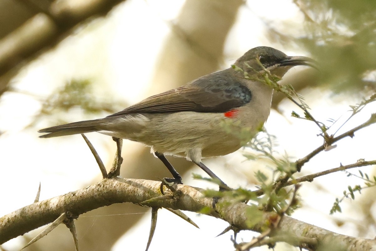 Mouse-colored Sunbird - ML617485642
