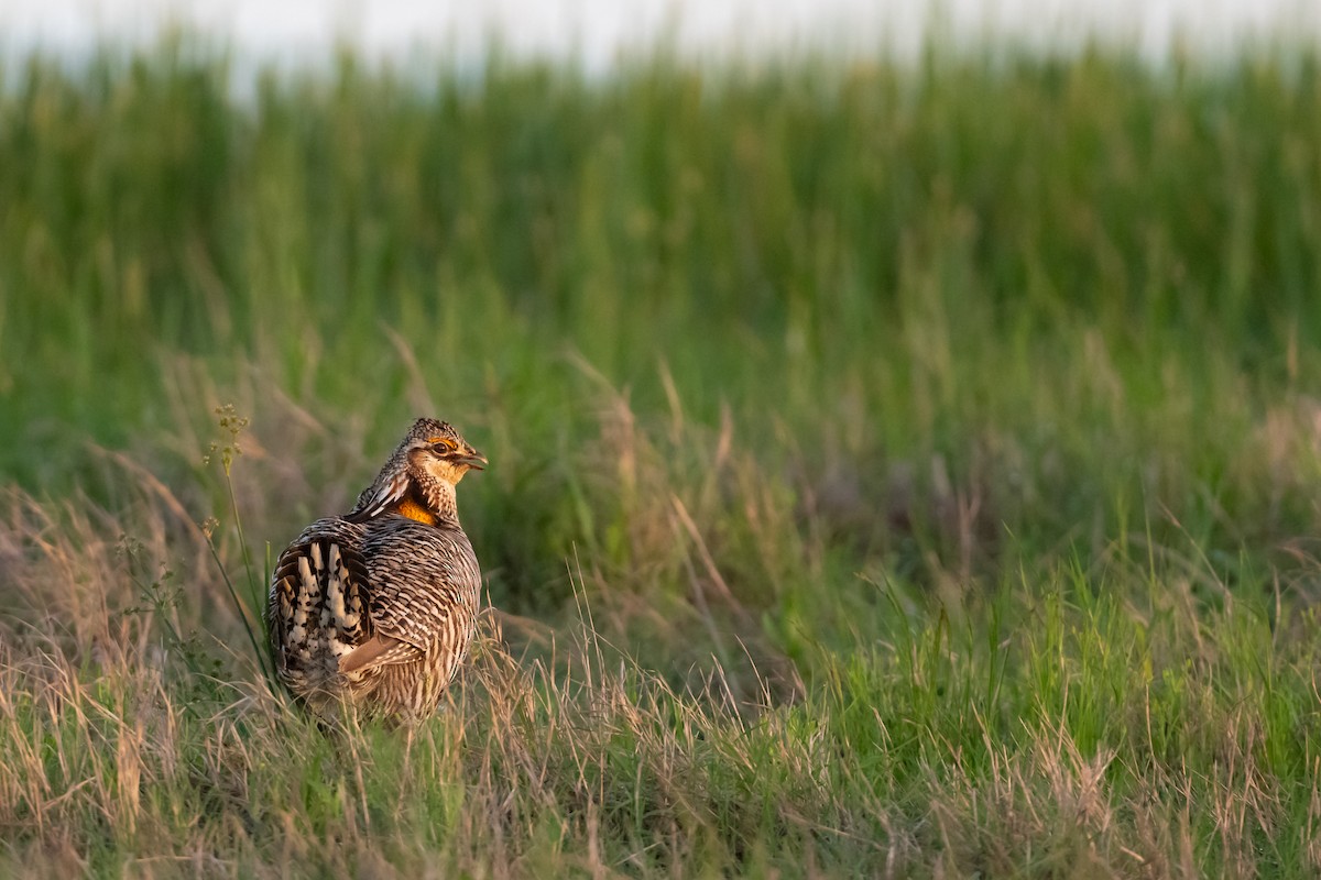 Greater Prairie-Chicken (Attwater's) - ML617485655