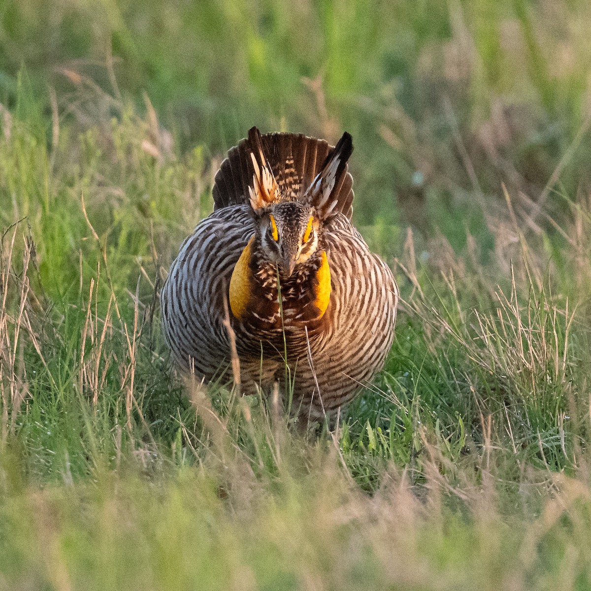 Greater Prairie-Chicken (Attwater's) - ML617485661