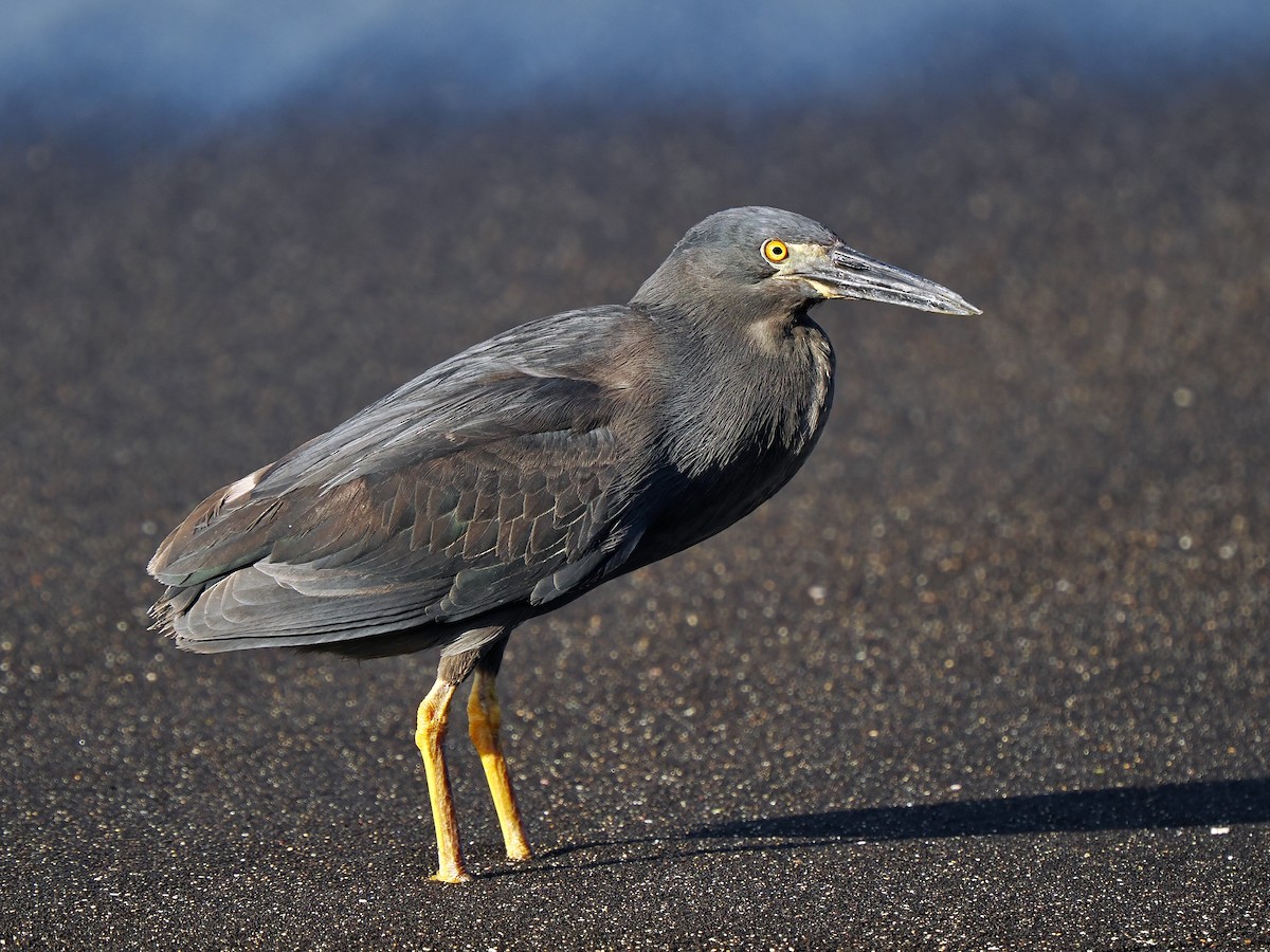 Striated Heron (Galapagos) - ML617485772