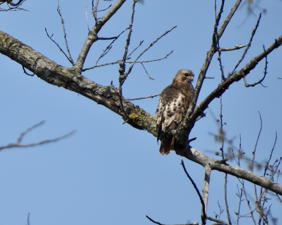 Red-tailed Hawk - ML617485807