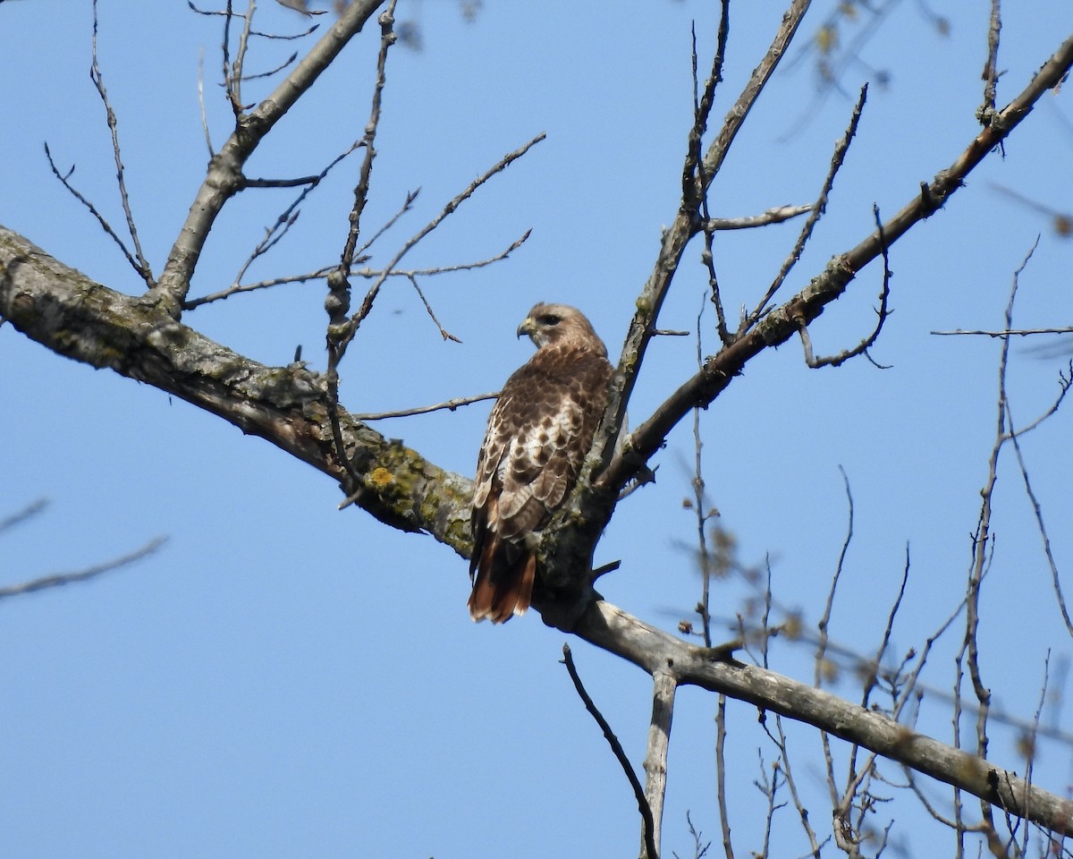 Red-tailed Hawk - ML617485809