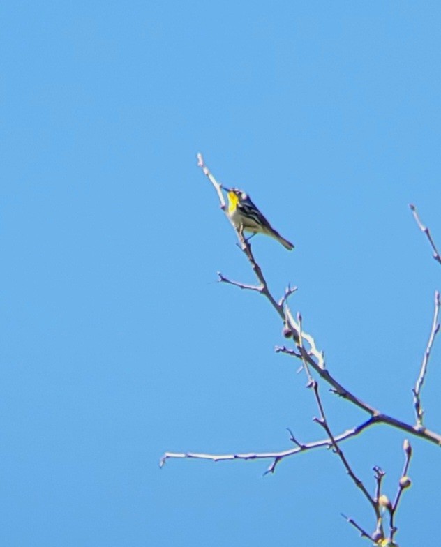 Yellow-throated Warbler - ML617485862