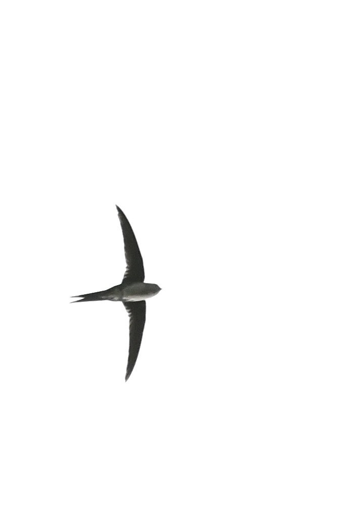 Fork-tailed Palm Swift - ML617485907