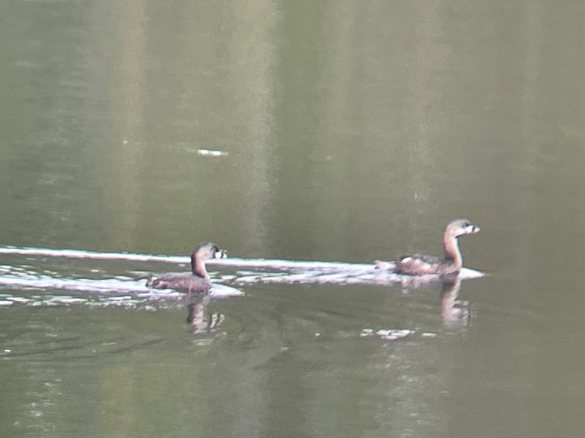 Pied-billed Grebe - Caine Kelso