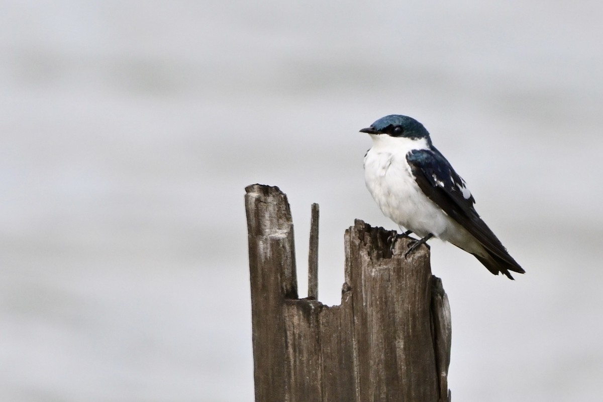 White-winged Swallow - ML617485918