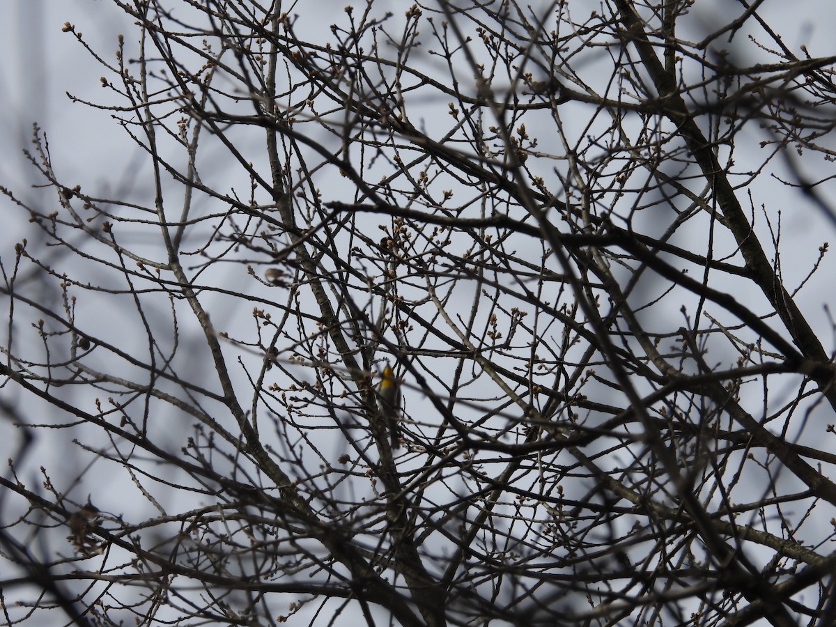 Yellow-throated Warbler - ML617485922