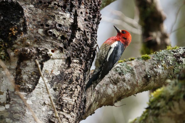 Red-breasted Sapsucker - ML617485944