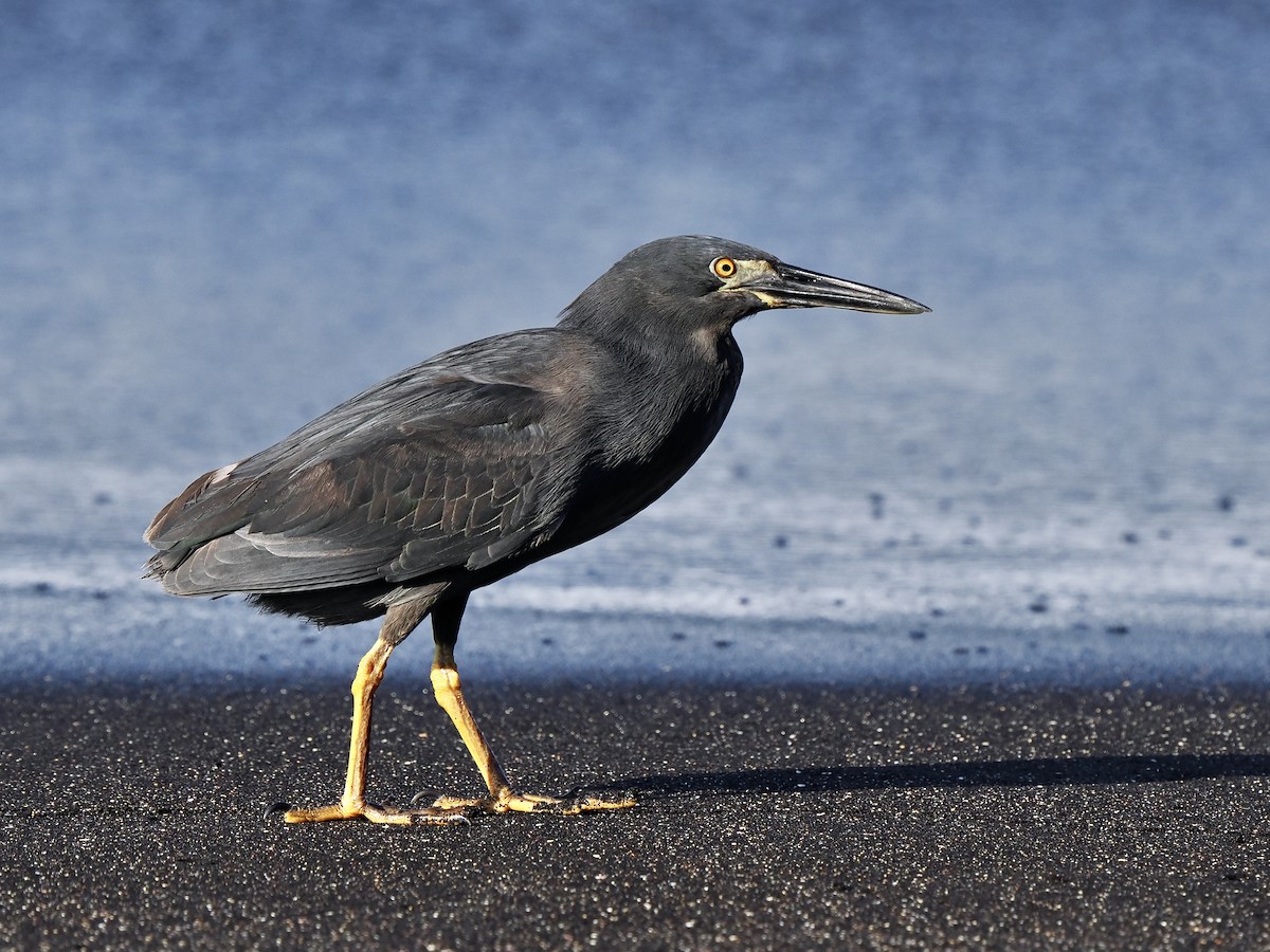 Striated Heron (Galapagos) - Gabriel Willow