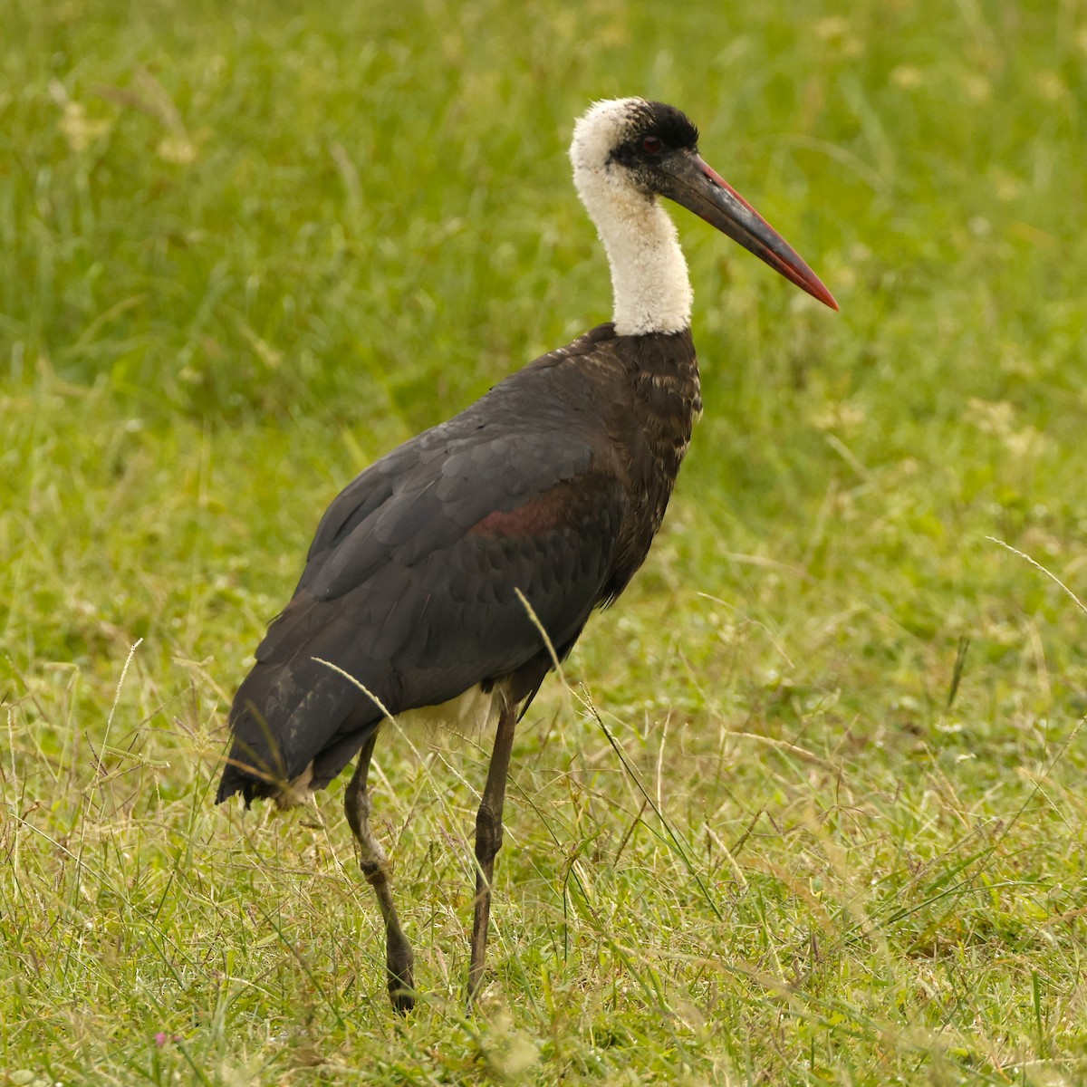 African Woolly-necked Stork - John Mills