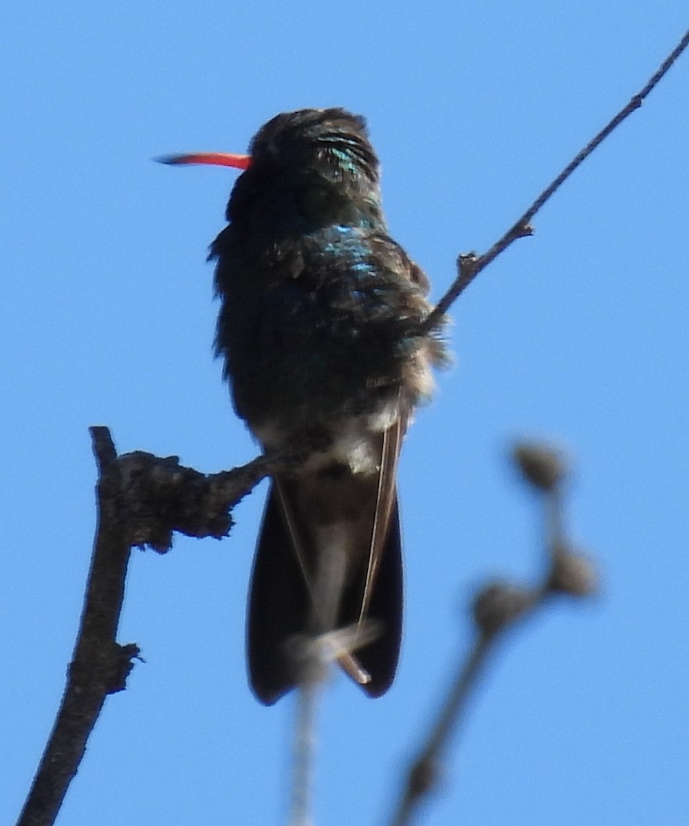 Broad-billed Hummingbird - ML617486062