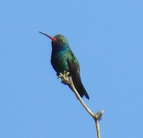 kolibřík širokozobý - ML617486063