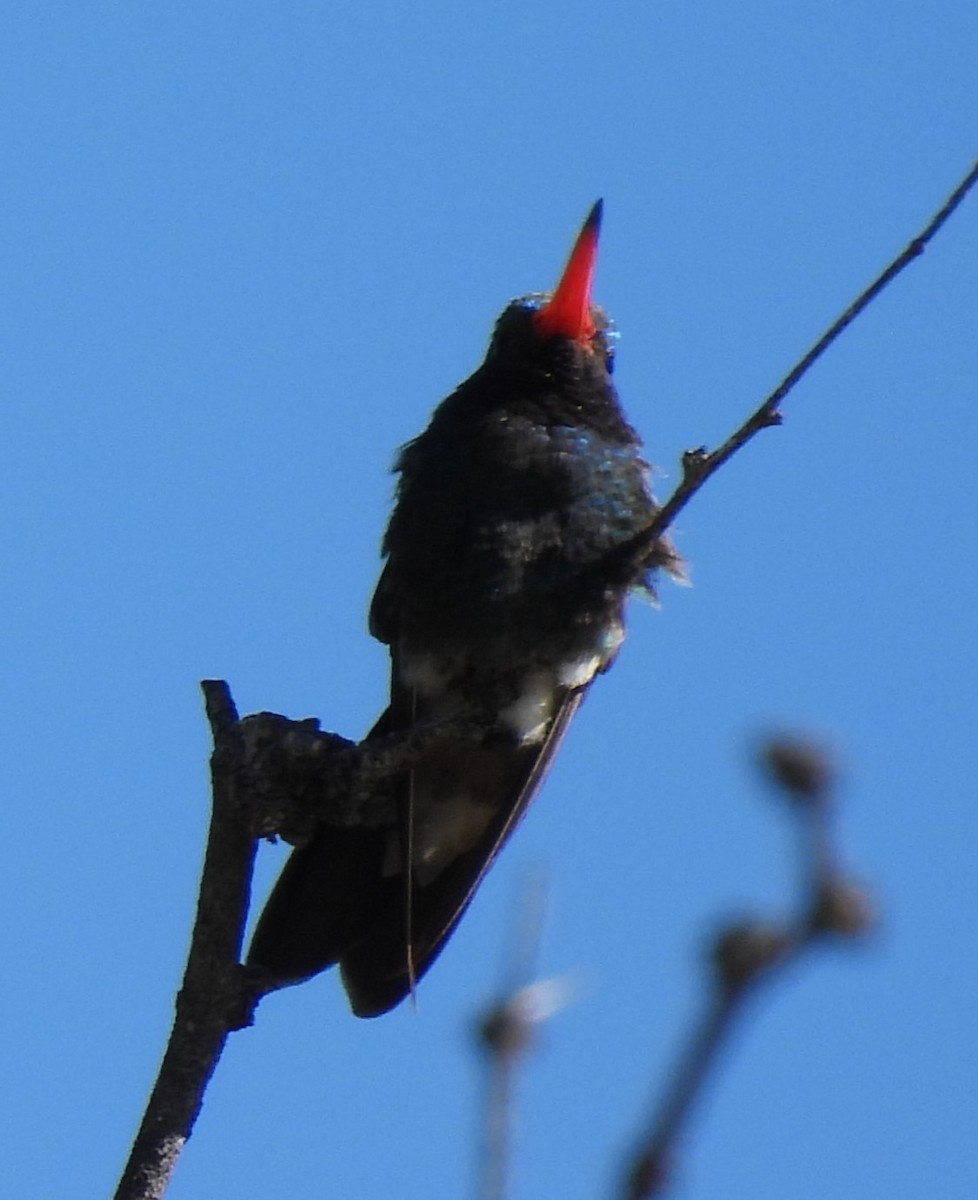Broad-billed Hummingbird - ML617486064