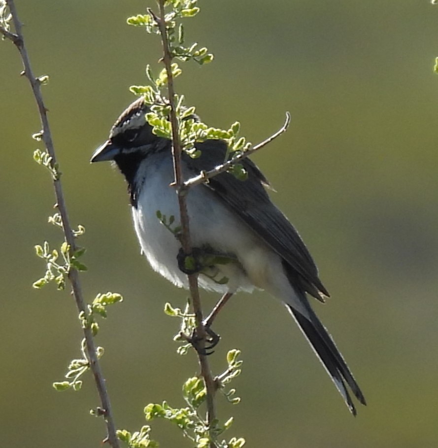 Black-throated Sparrow - Julie Furgason