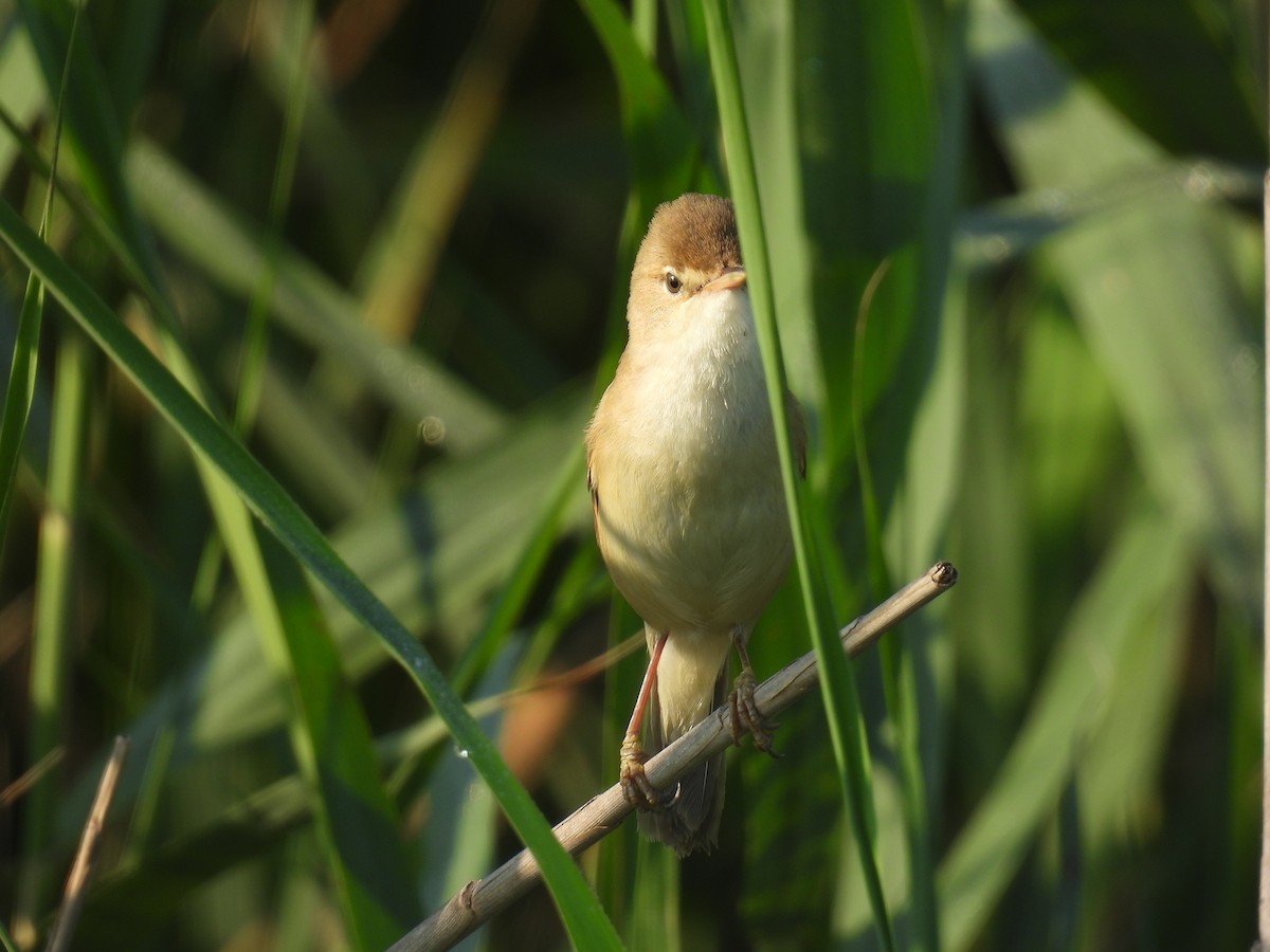 Common Reed Warbler - ML617486116