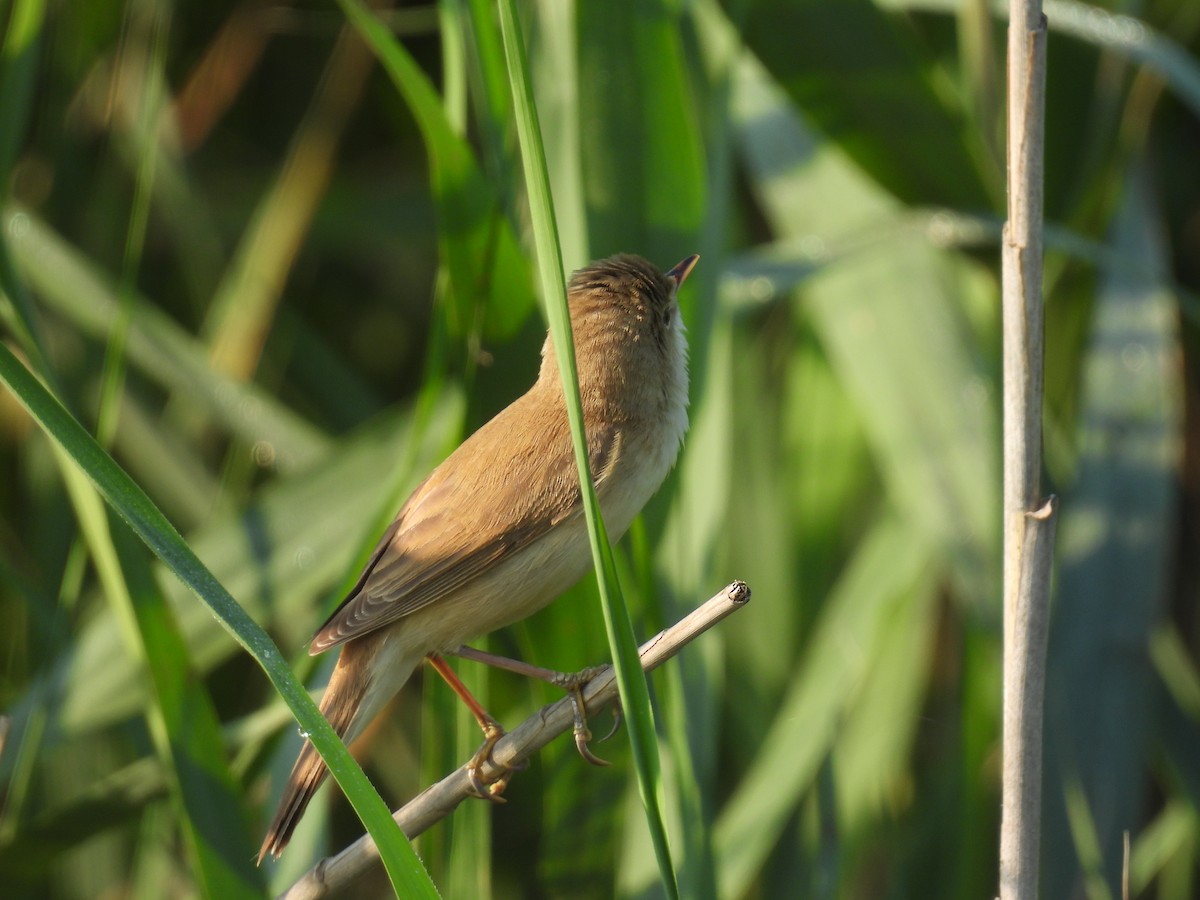 Common Reed Warbler - ML617486117