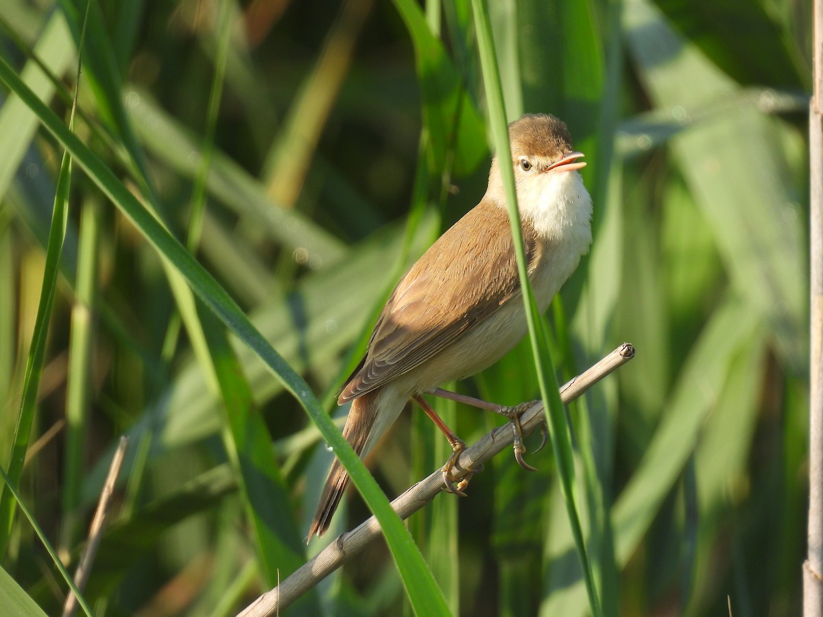Common Reed Warbler - ML617486119