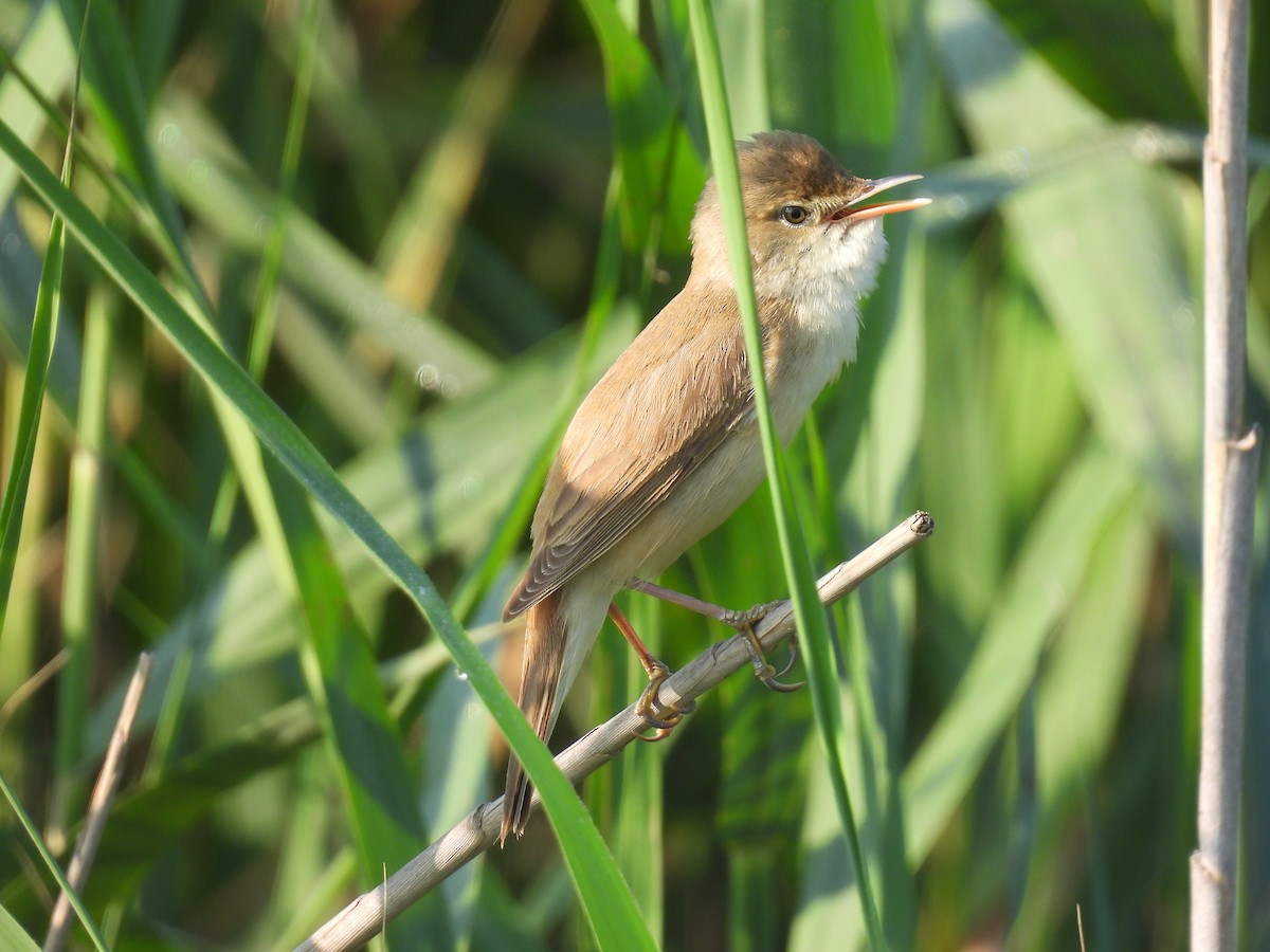 Common Reed Warbler - ML617486120