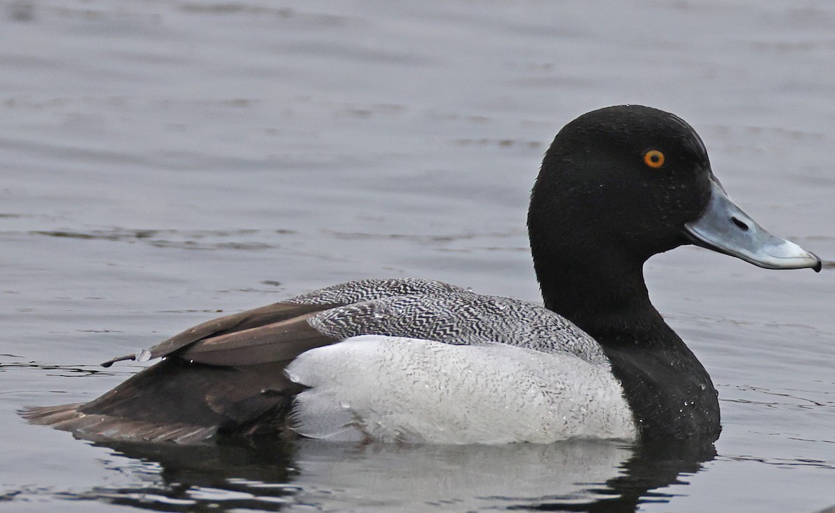 Greater Scaup - ML617486261