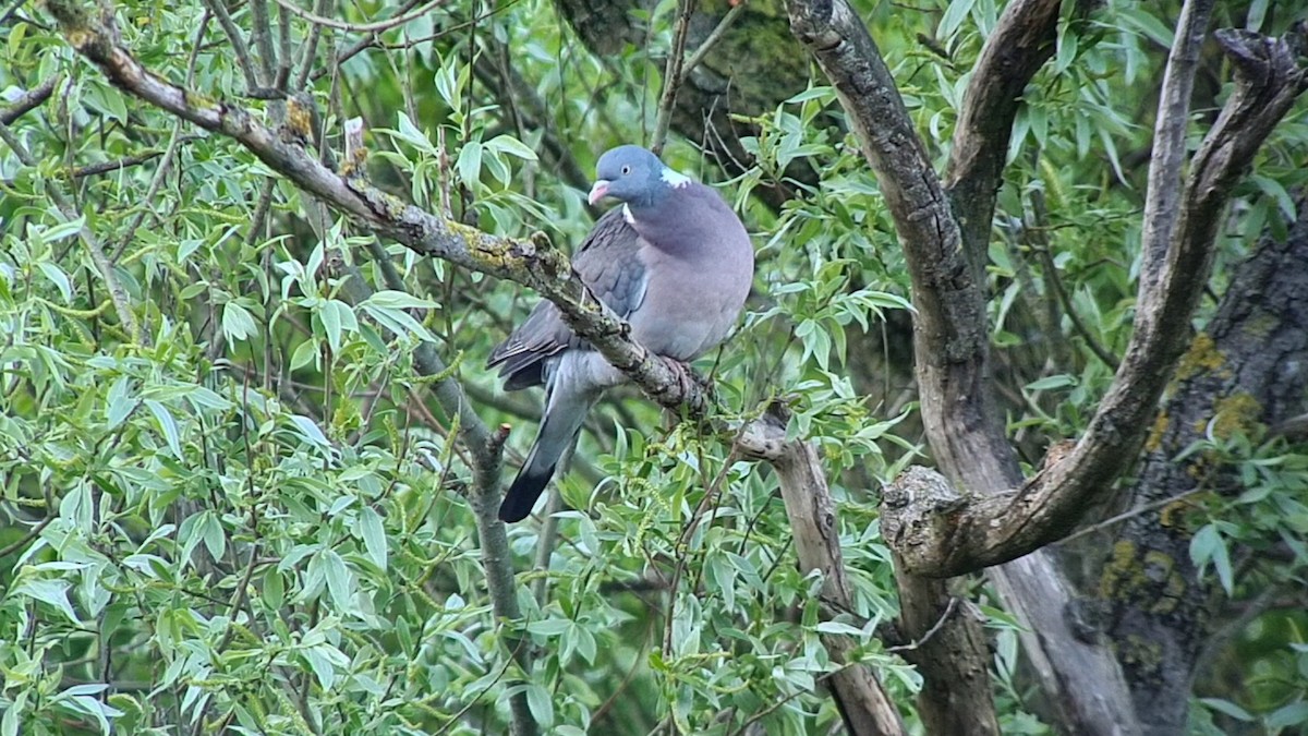 Common Wood-Pigeon - ML617486262