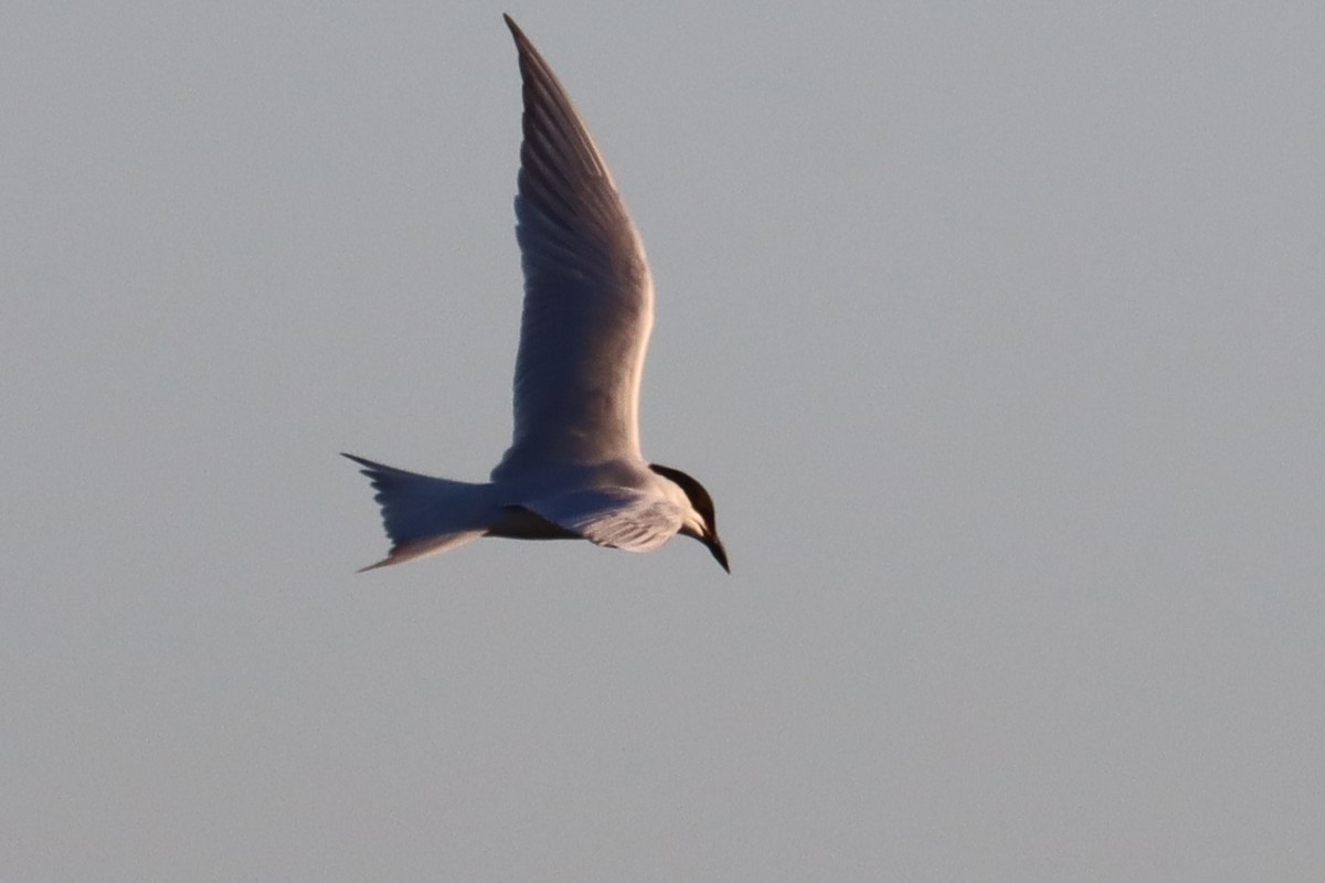 Gull-billed Tern - ML617486272