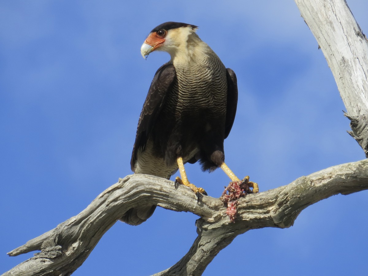 Crested Caracara (Southern) - ML617486286