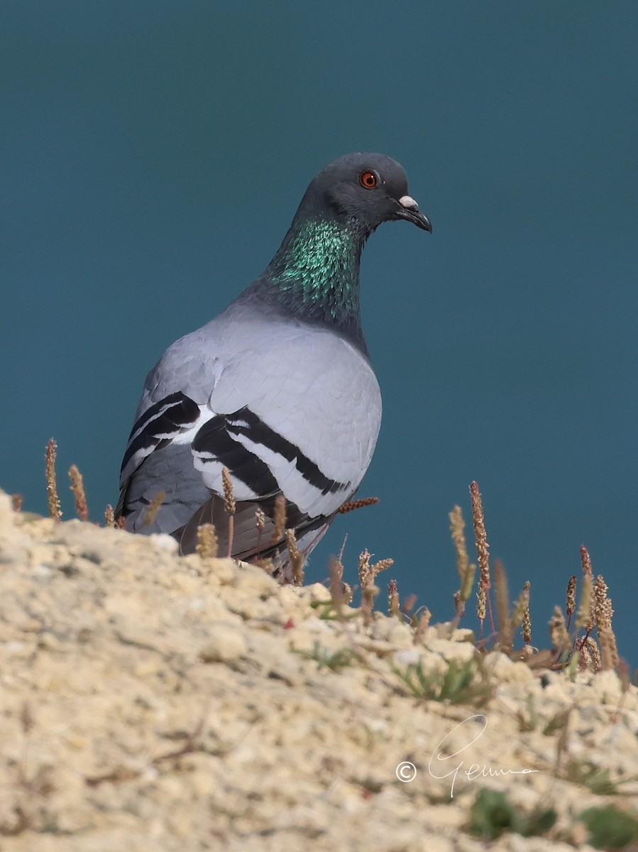Rock Pigeon (Wild type) - ML617486293