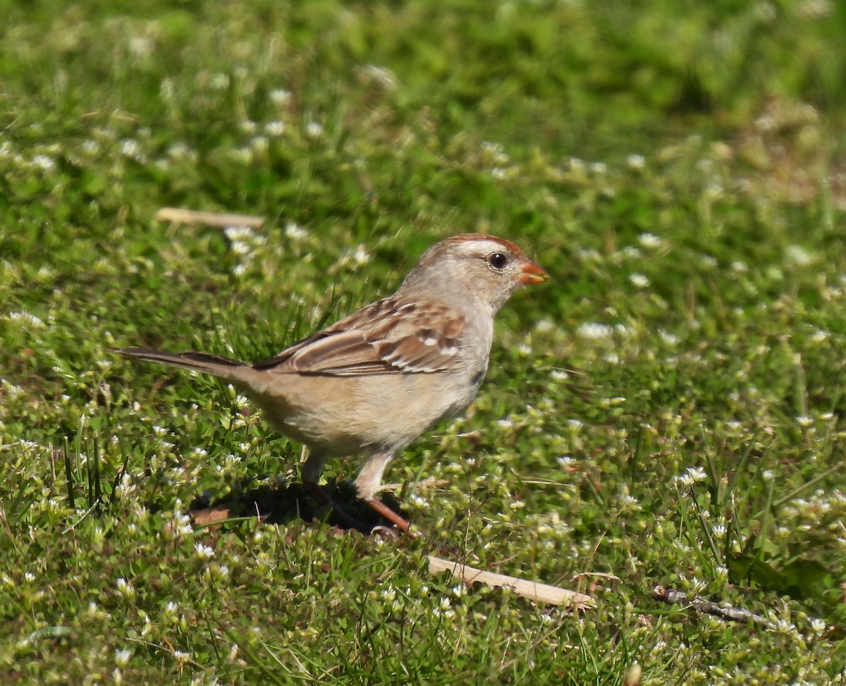 New York Breeding Bird Atlas Checklist - 16 Apr 2024 - Captree Island ...