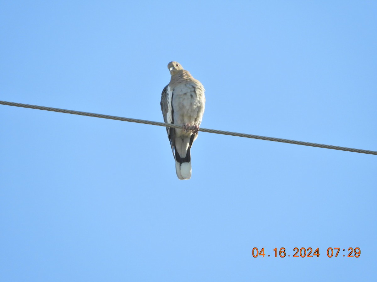 White-winged Dove - ML617486361