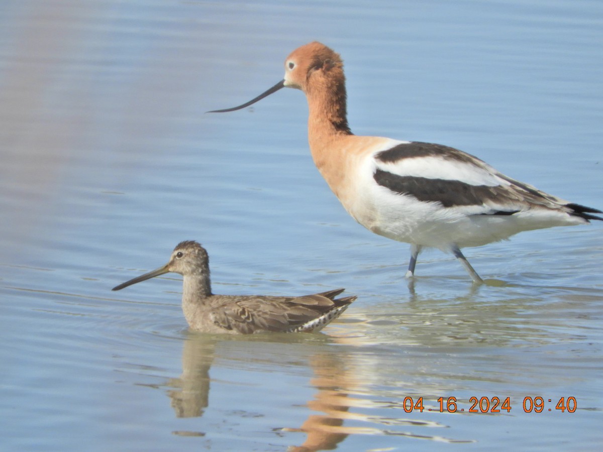 Long-billed Dowitcher - ML617486393
