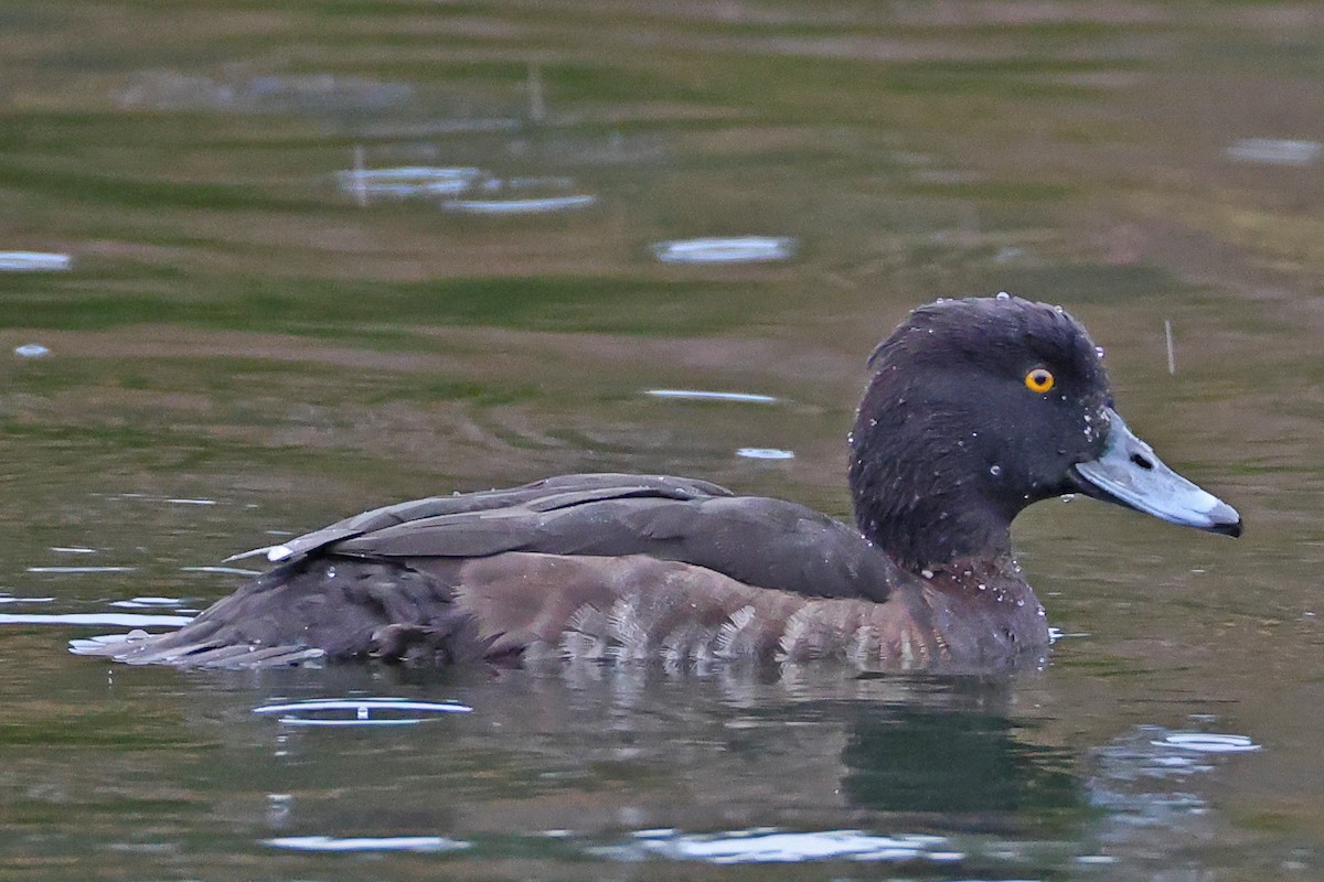 Greater Scaup - ML617486443
