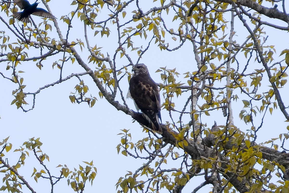 Red-tailed Hawk (Harlan's) - ML617486489