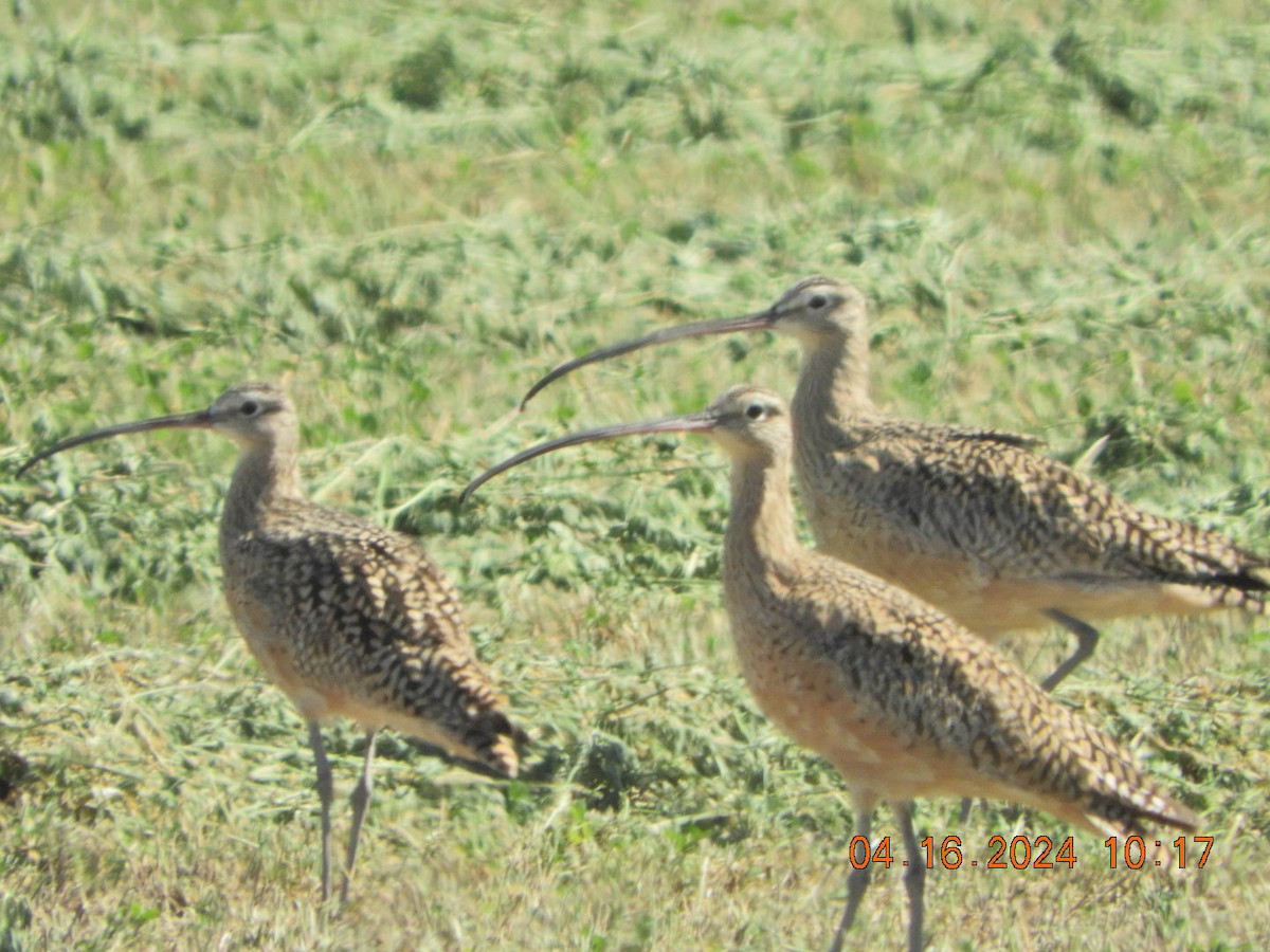 Long-billed Curlew - ML617486533