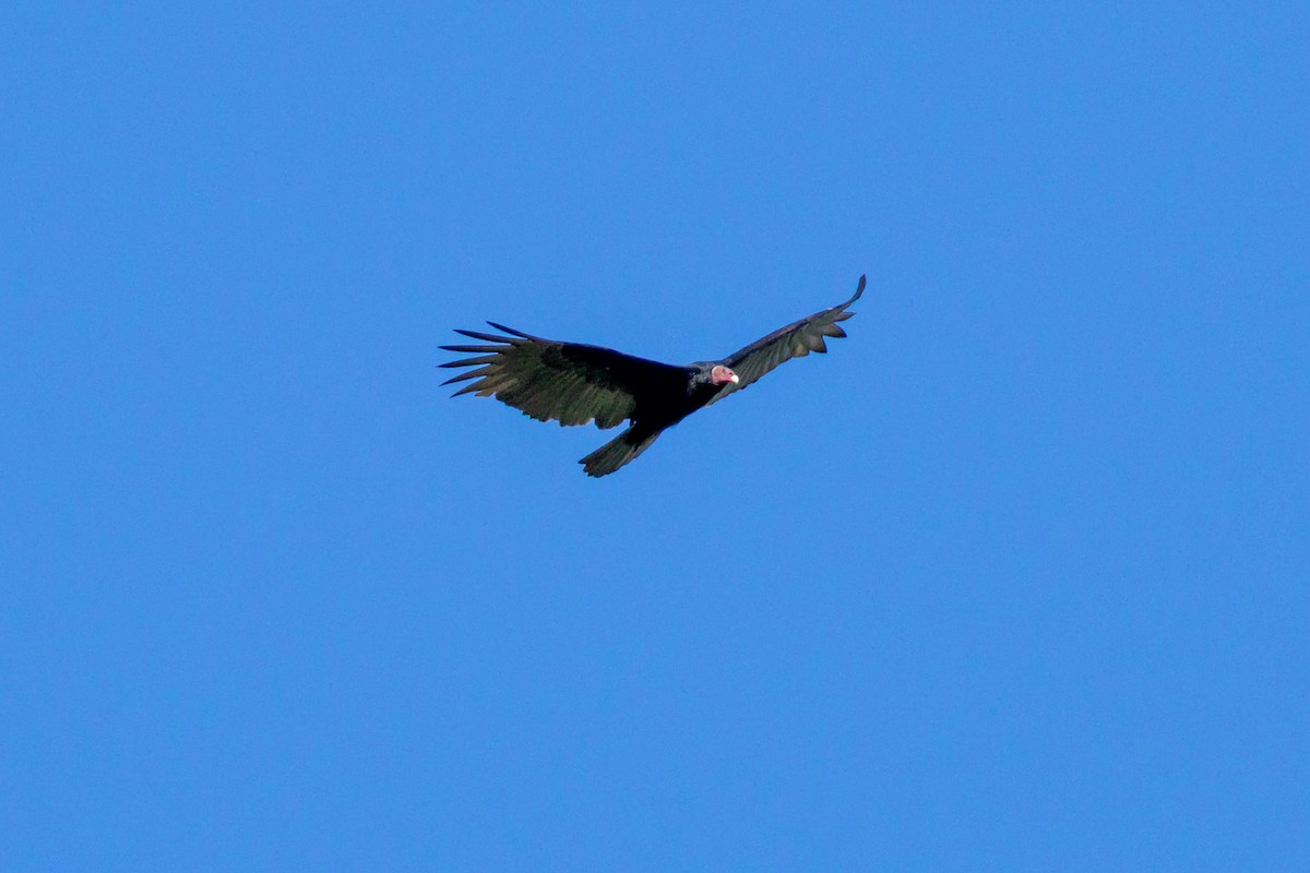 Turkey Vulture - ML617486538
