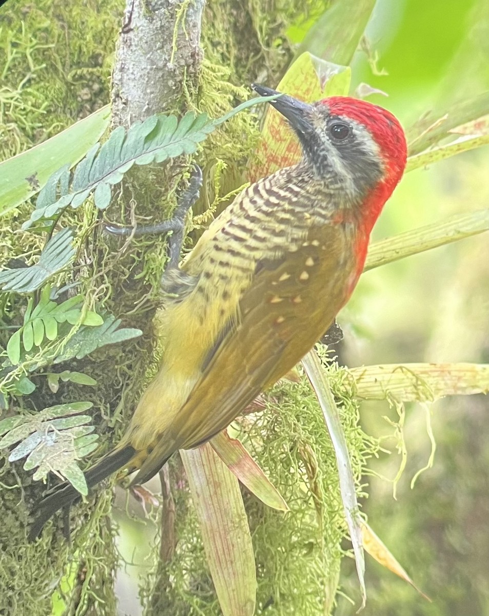 Yellow-vented Woodpecker - ML617486610