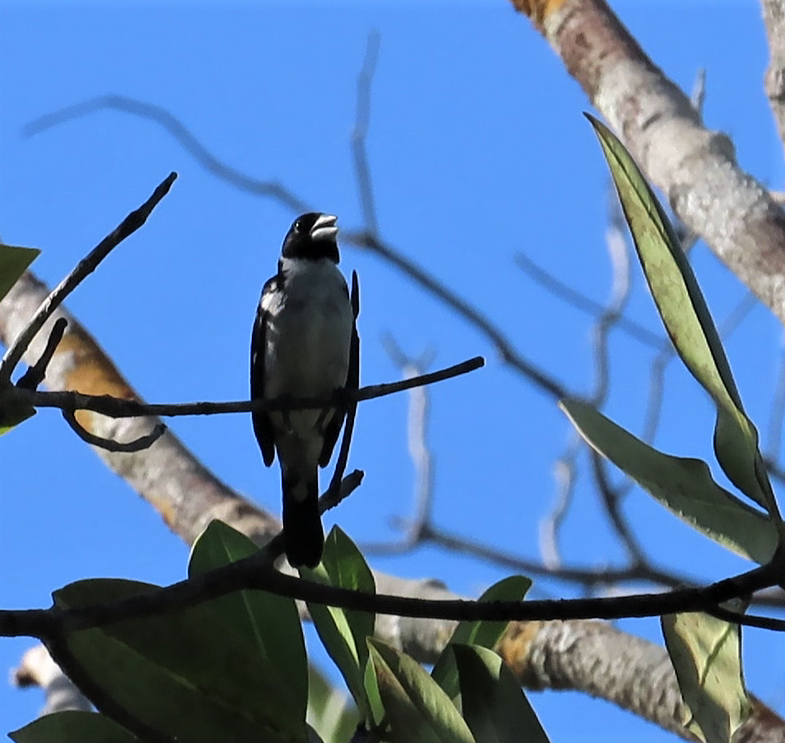 White-naped Seedeater - ML617486695