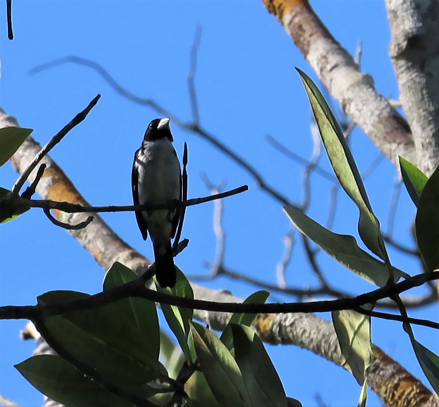 White-naped Seedeater - ML617486697