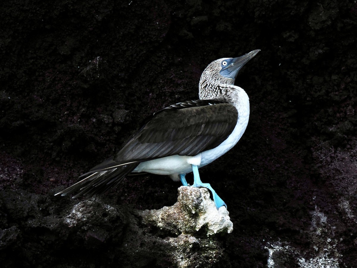 Blue-footed Booby - ML617486699