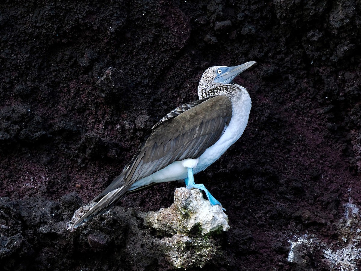 Blue-footed Booby - ML617486700