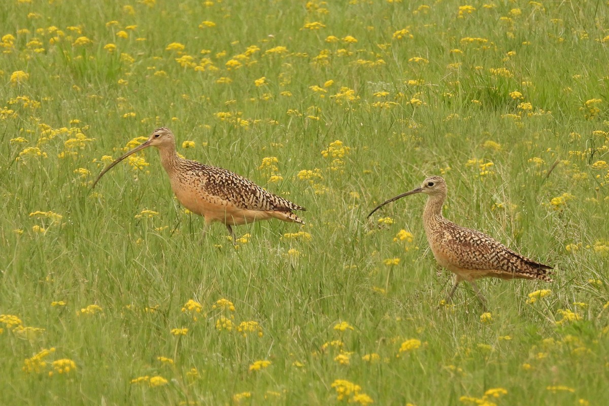 Long-billed Curlew - ML617486721